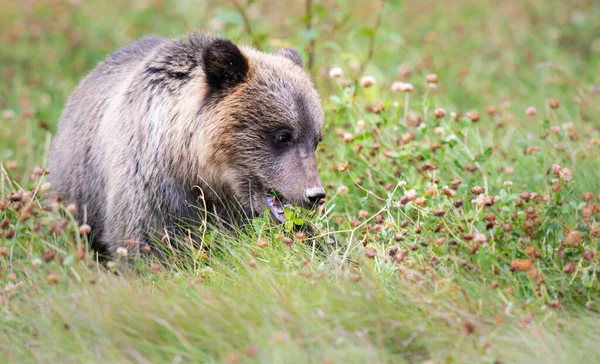 Medvěd Grizzly Divočině — Stock fotografie