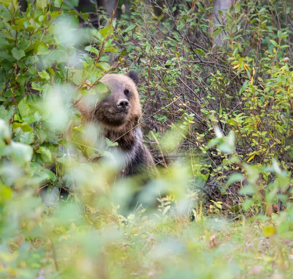 Grizzlybär Freier Wildbahn — Stockfoto