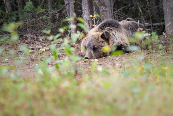 Orso Grizzly Natura — Foto Stock