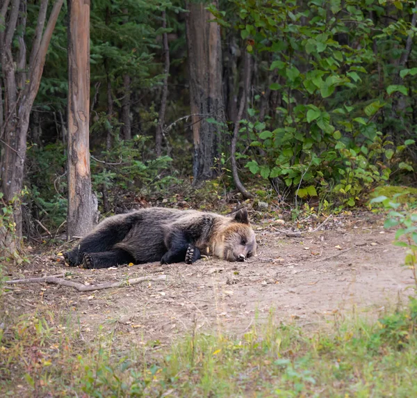 Grizzlybjörn Det Vilda Royaltyfria Stockfoton