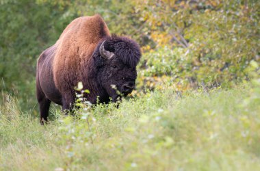 Vahşi doğada bizon.