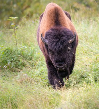 Vahşi doğada bizon.