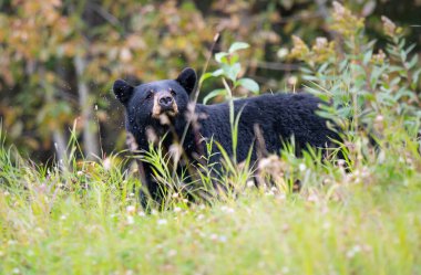 Vahşi doğada bizon.