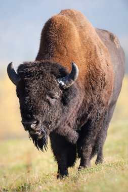 Vahşi doğada bizon.