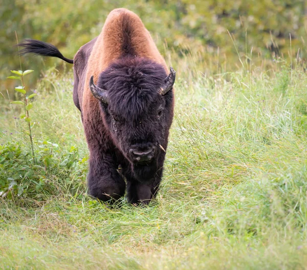 Vahşi Doğada Bizon — Stok fotoğraf