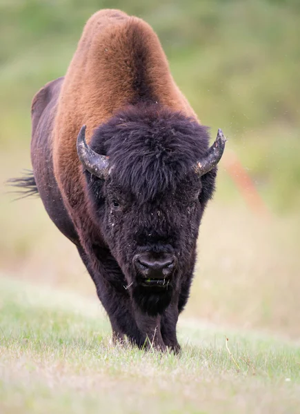 Bisonte Madera Naturaleza — Foto de Stock