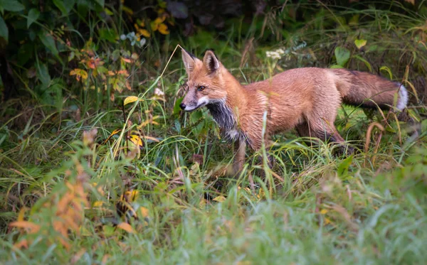 Rode Vos Het Wild — Stockfoto