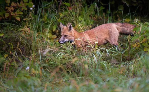 Volpe Rossa Natura — Foto Stock