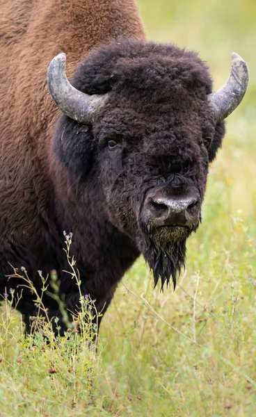 Bison Des Bois Dans Nature — Photo