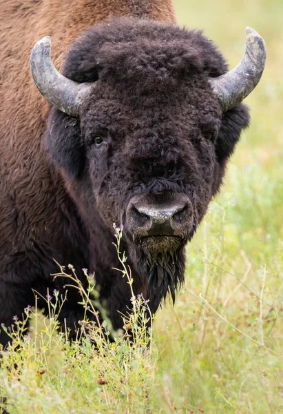 Bisonte Madera Naturaleza — Foto de Stock