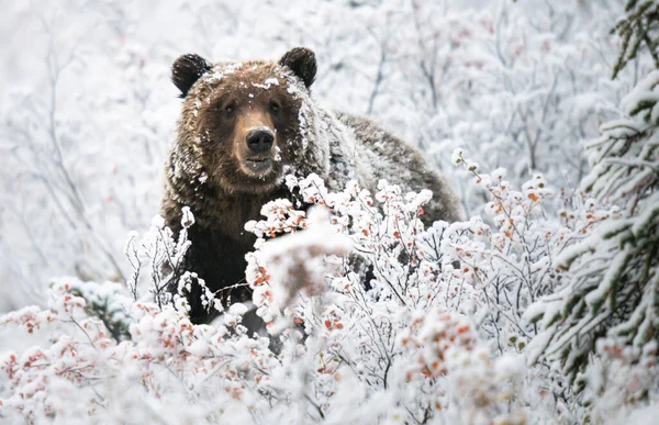 Oso Pardo Finales Otoño — Foto de Stock