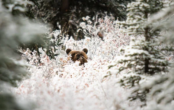 Грізлі Ведмідь Кінці Осені — стокове фото