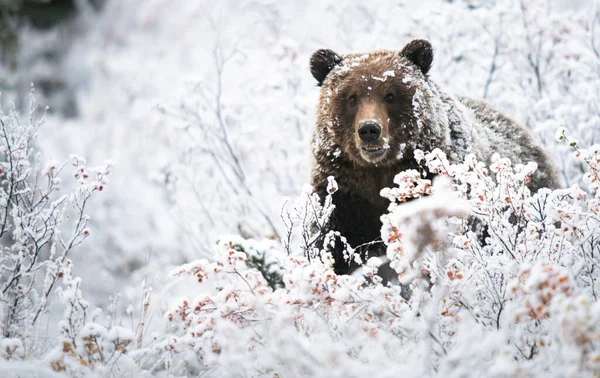 Urso Pardo Final Outono — Fotografia de Stock