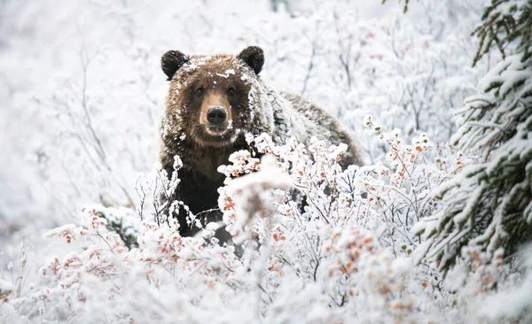 Urso Pardo Final Outono — Fotografia de Stock