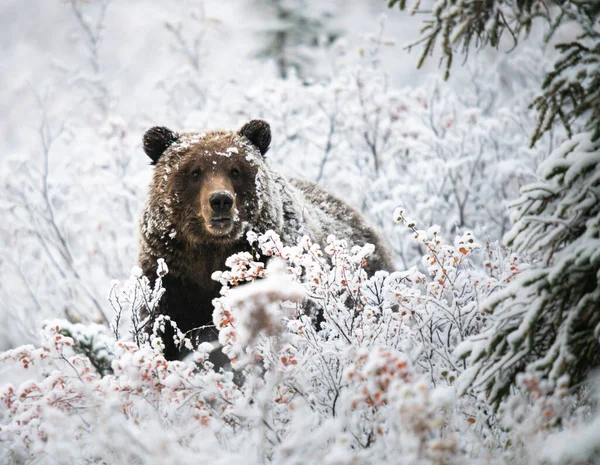 Grizzly Medvěd Konci Podzimu — Stock fotografie