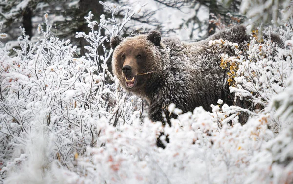 Grizzly Bear Late Fall — Stock Photo, Image