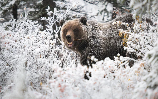 Urso Pardo Final Outono — Fotografia de Stock