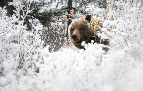 Niedźwiedź Grizzly Późną Jesienią — Zdjęcie stockowe