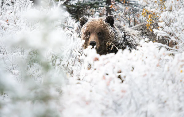 Grizzly Medvěd Konci Podzimu — Stock fotografie