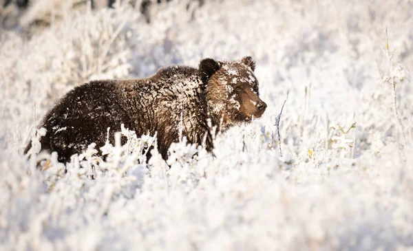 Grizzly Medve Késő Ősszel — Stock Fotó