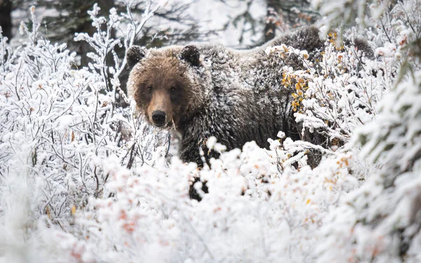 Грізлі Ведмідь Кінці Осені — стокове фото