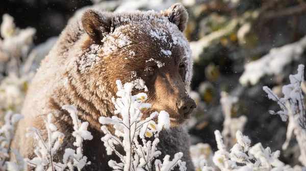 Grizzly Medve Késő Ősszel — Stock Fotó