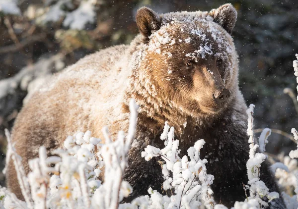 Grizzly Medvěd Konci Podzimu — Stock fotografie