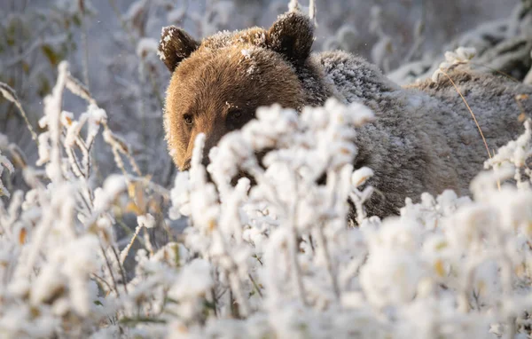 Urso Pardo Final Outono — Fotografia de Stock