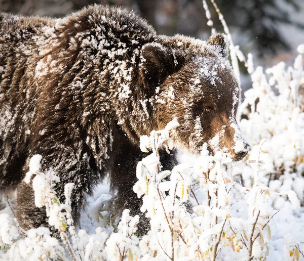 Гризли Медведь Конце Осени — стоковое фото