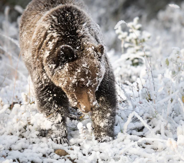 Grizzly Medvěd Konci Podzimu — Stock fotografie