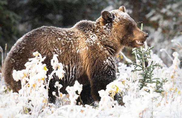 Grizzly Orso Nel Tardo Autunno — Foto Stock