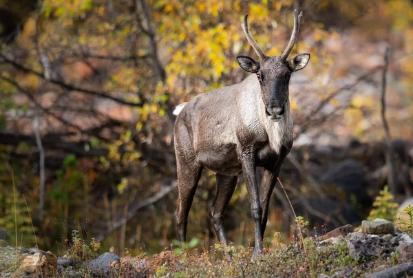 Fjällkaribou Det Vilda Royaltyfria Stockfoton