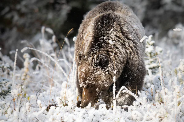 Grizzlybjörn Senhösten Stockbild