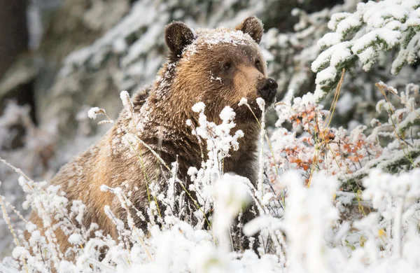 Urso Pardo Neve — Fotografia de Stock