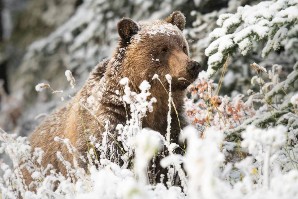 Oso Pardo Nieve — Foto de Stock