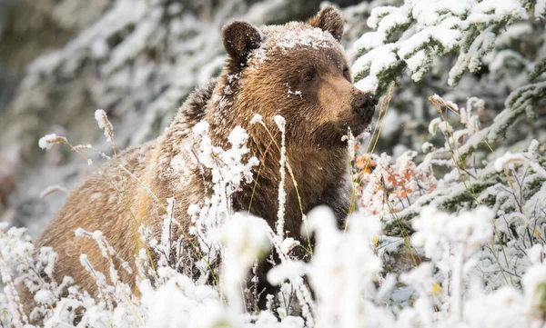 Grizzly Orso Nella Neve — Foto Stock