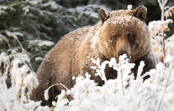 Medvěd Grizzly Sněhu — Stock fotografie