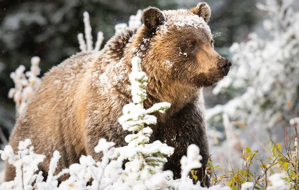 Grizzly Bear Snow — Stock Photo, Image