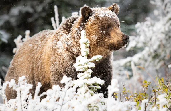 Grizzly Medve Hóban — Stock Fotó