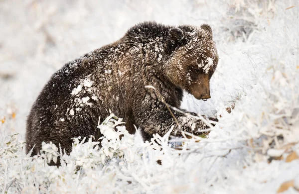 Grizzly Bear Snow — Stock Photo, Image