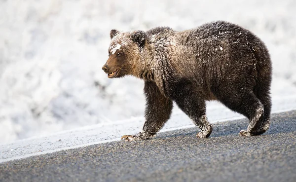 Urso Pardo Neve — Fotografia de Stock