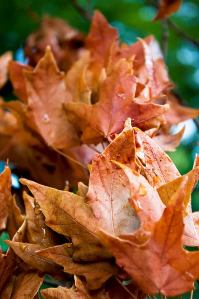 Hojas Rama Rota Del Árbol Después Lluvia — Foto de Stock