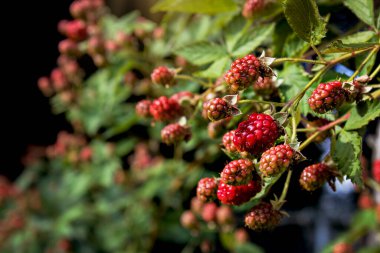 Asmadaki böğürtlenler olgunlaşmaya başlıyor
