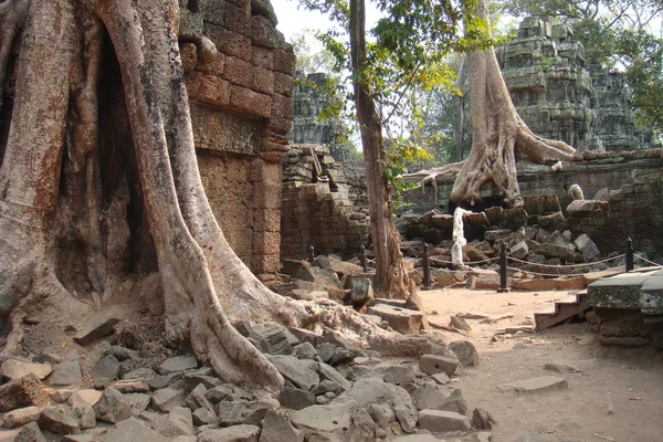 Budist tapınağı. Angkor Tom. Kamboçya
