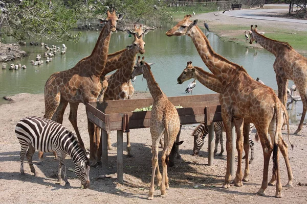 Öğle yemeği zürafaları ve zebralar. Hayvanat bahçesi. Tayland