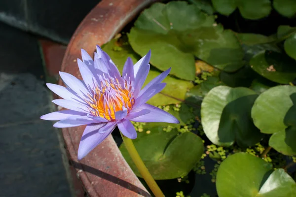 Güzel Asya egzotik çiçek. Vietnam, Mui Ne tatil köyü