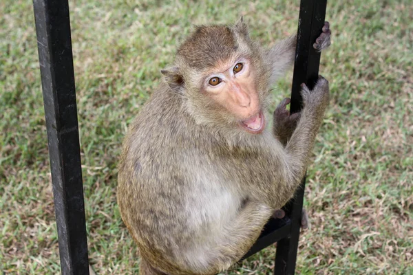 Sosyallenebilir maymun. Tayland, Lopburi City