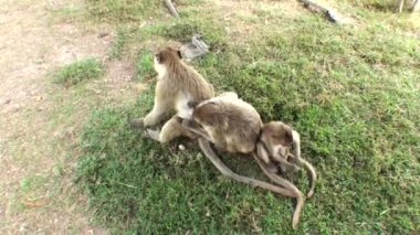Maymun ailesi. Bir maymun diğerini önemsiyor. Saçını tarıyor. Tayland