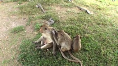 Maymun ailesi. Şehrin tam merkezinde vahşi makaklar var. Tayland