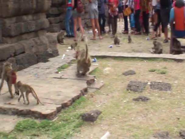 Viejo Mono Ataca Joven Mono Monos Salvajes Centro Ciudad Tailandia — Vídeos de Stock